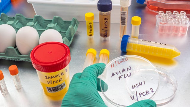 Testing for bird flu, conceptual image 