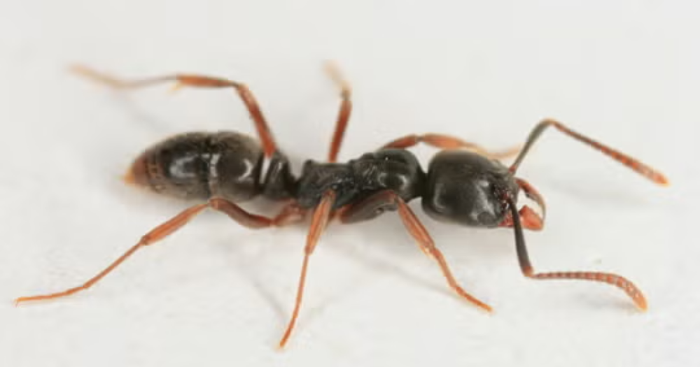 What to know about invasive ant with fatal sting reported in multiple states 