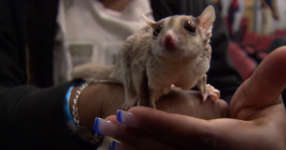 Aspiring veterinarians learn about exotic animals in University of Maryland class 