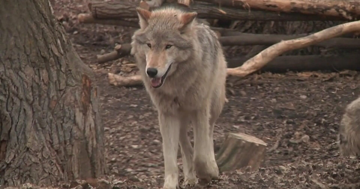 California launches new strike team to help stop wolves from killing livestock 